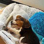 Rooky participe au concours pour gagner de l'argent avec cette photo : animal, blanket, blue_cushion, brown_and_white, closed_eyes, cozy, cute, dog, floppy_ears, fur, fuzzy_bed, indoors, paws, pet, plush_toy, puppy, resting, sleeping, snout, tricolor