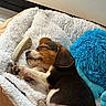 animal, blanket, blue_cushion, brown_and_white, closed_eyes, cozy, cute, dog, floppy_ears, fur, fuzzy_bed, indoors, paws, pet, plush_toy, puppy, resting, sleeping, snout, tricolor