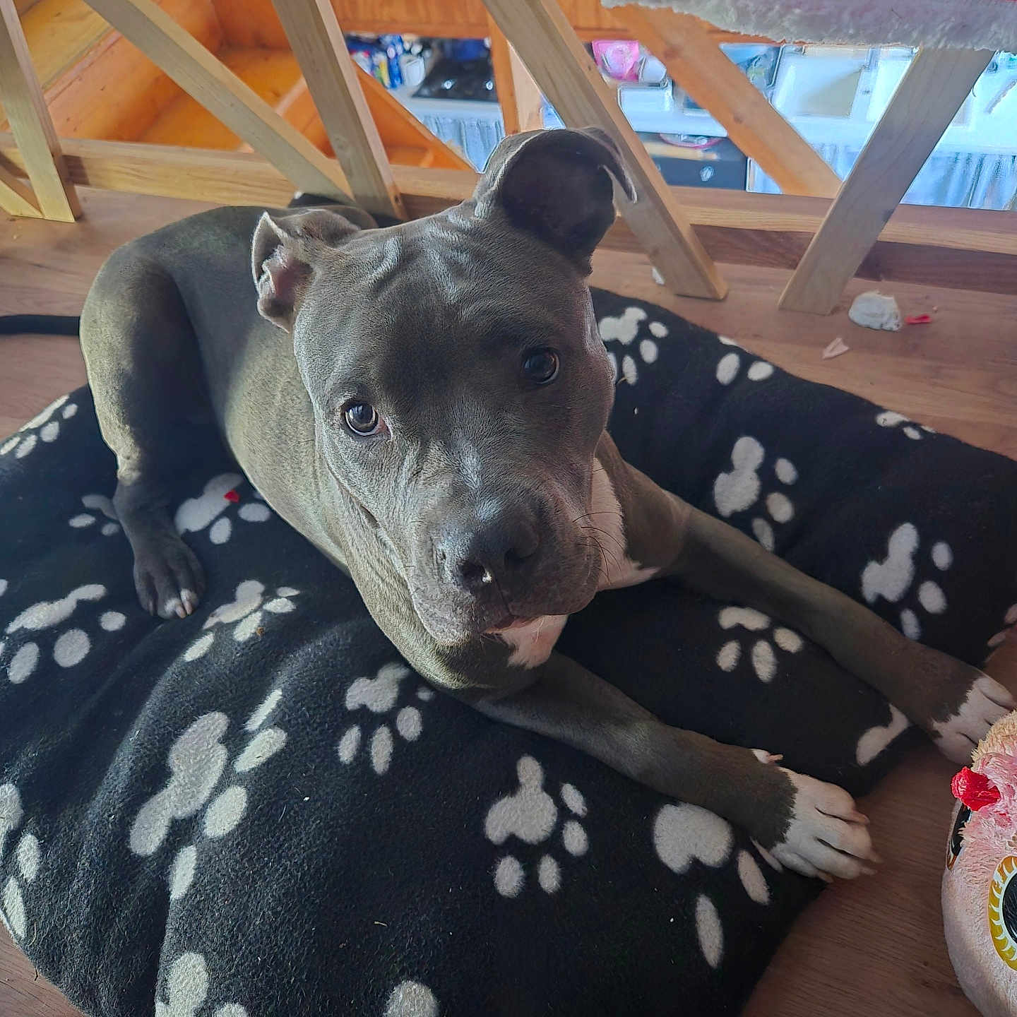Alpha participe au concours pour gagner de l'argent avec cette photo : animal, companion, curious, cushion, dog, domestic, floor, furniture, gray_dog, home, indoors, lying_down, paw_print, pet, pet_bed, plush_toy, relaxed, staircase, white_paws, wooden_floor