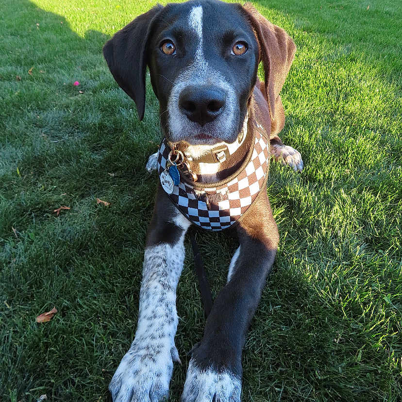 Toby joined the competition — help win amazing prizes! animal, black_and_white, canine, checkered_harness, collar, cute, daylight, dog, ears, grass, greenery, laying_down, leash, looking_at_camera, nose, outdoor, park, paw, pet, sunlight