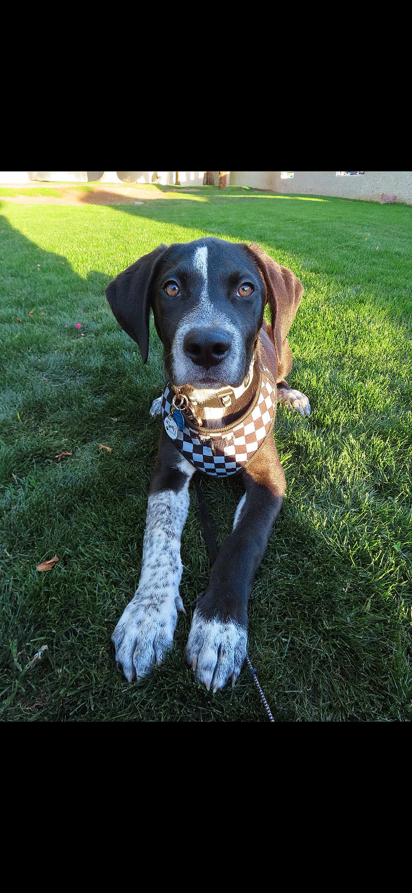 Toby