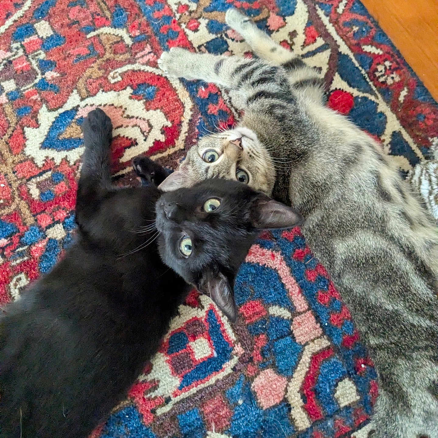 Mochi-Yoki is registered to the contest to win money with this photo: animal, black_cat, carpet, cat, curious, cute, eyes, feline, floor, fur, head_touching, indoor, laying_down, patterned_rug, pets, playful, relaxed, tabby_cat, two_animals, whiskers