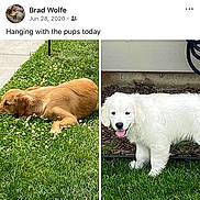 Maya joined the competition — help win amazing prizes! puppy, dog, grass, outdoor, white_dog, golden_dog, pet, social_media, screenshot, text, post, profile_picture, notification_icon, app_interface, happy, cute, animal, nature, daylight, memories