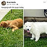 puppy, dog, grass, outdoor, white_dog, golden_dog, pet, social_media, screenshot, text, post, profile_picture, notification_icon, app_interface, happy, cute, animal, nature, daylight, memories