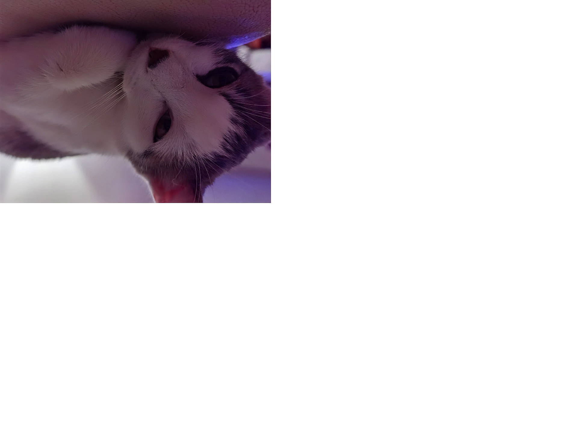 Bianca participe au concours pour gagner de l'argent avec cette photo : animal, beak, bird, bodypart, cat, cream, ear, electronics, finger, hand, head, kissing, kitten, mouth, person, pet, romantic, sleeping, teeth, tongue