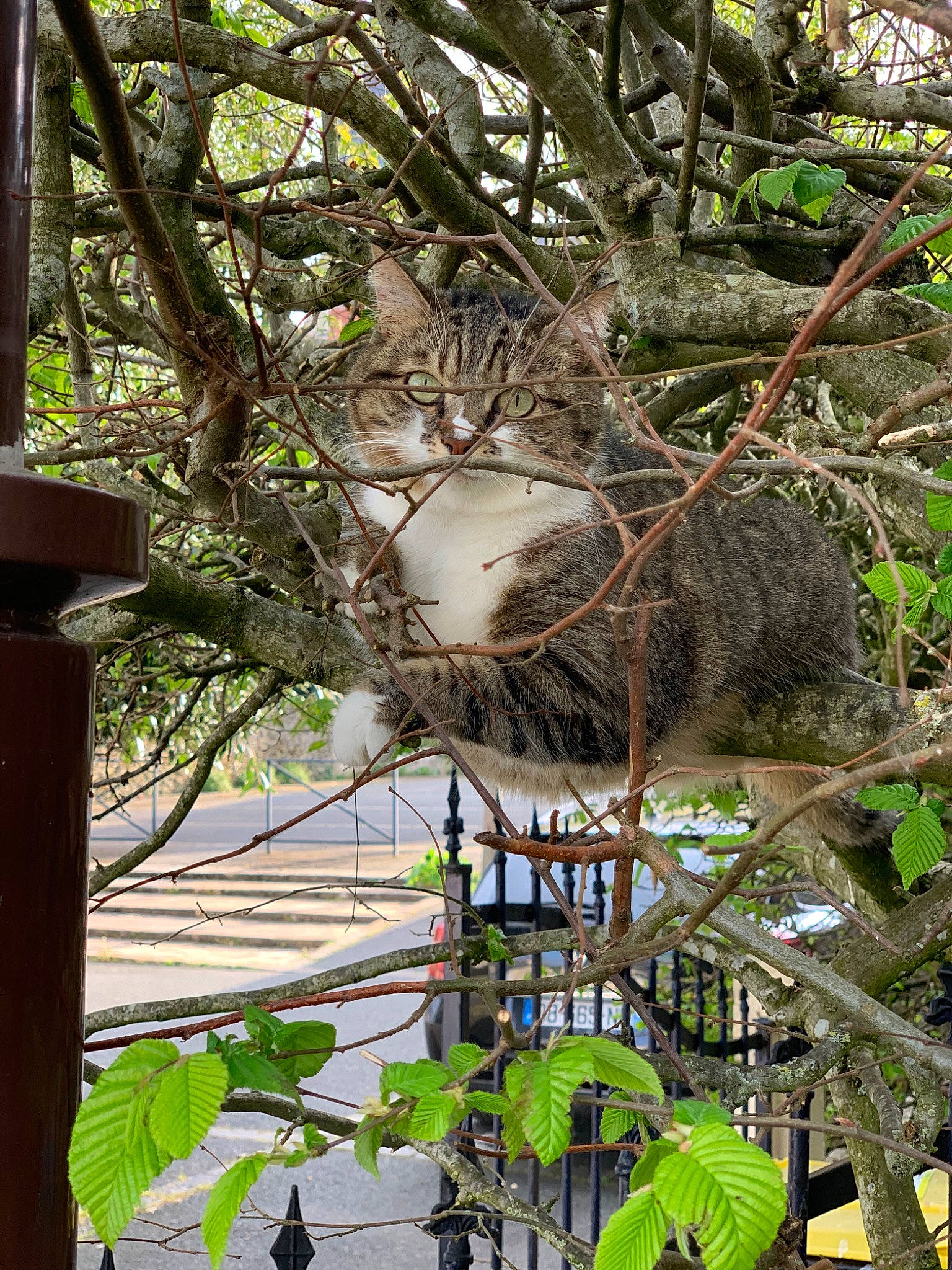 Koka a rejoint le concours — aidez-le/la à gagner de superbes lots ! architecture, botany, branch, house, jungle, leisure, plant, spring, tree, wildlife, zoo