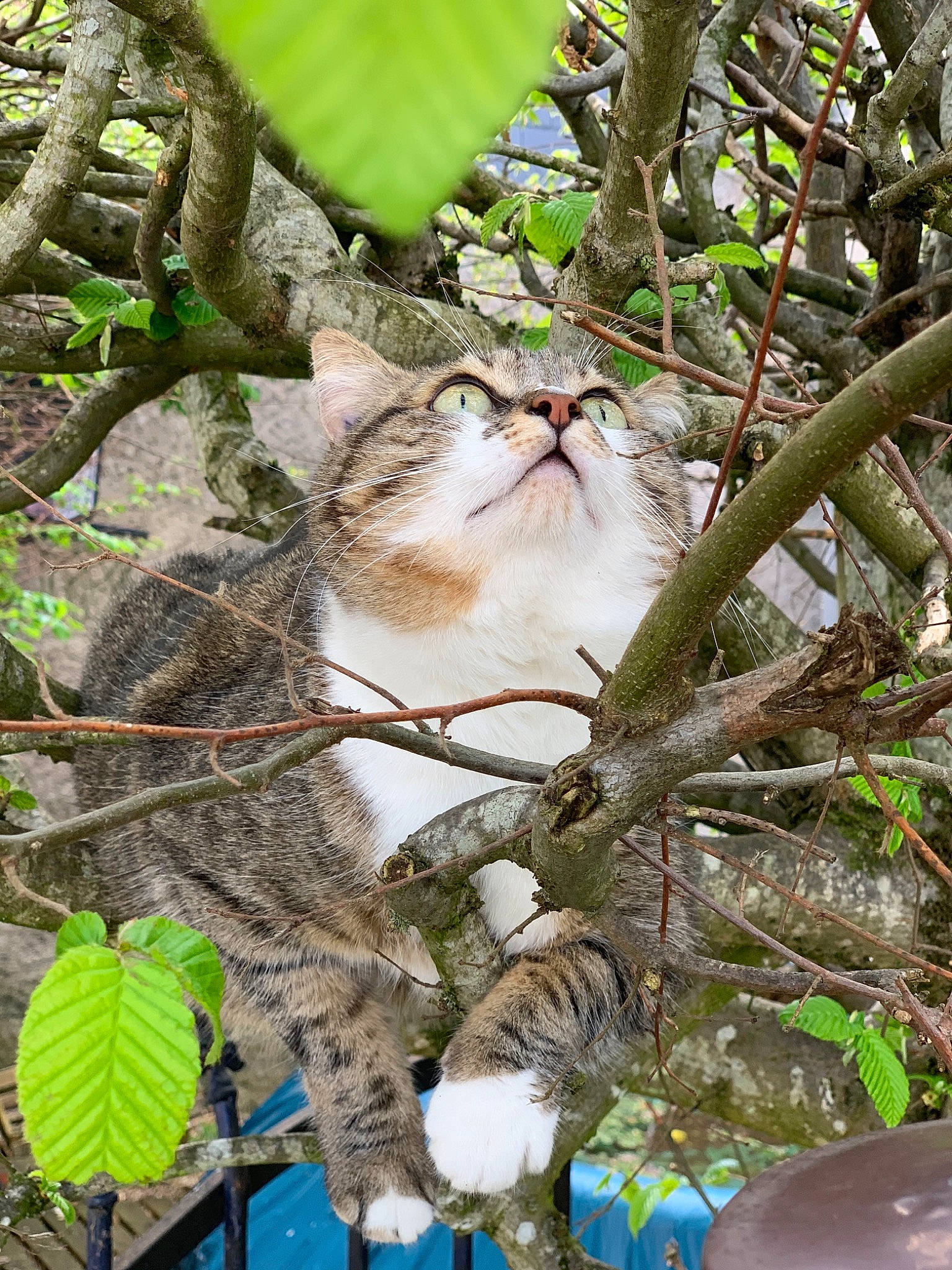 Koka participe au concours pour gagner de l'argent avec cette photo : aegean_cat, branch, cat, european_shorthair, felidae, leaf, plant, small_to_medium_sized_cats, tree, whiskers, wildlife