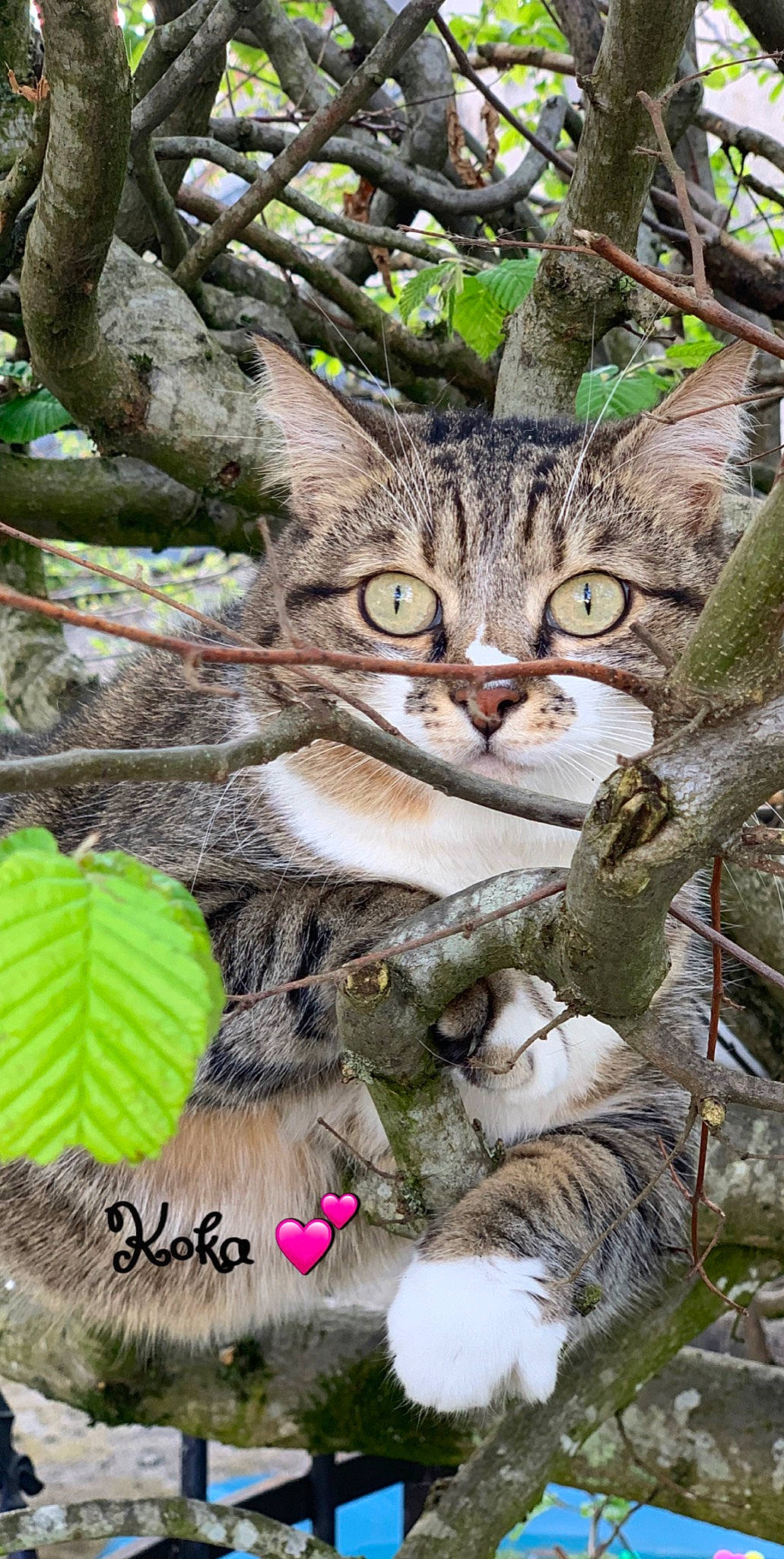 Koka participe au concours pour gagner de l'argent avec cette photo : asian, carnivore, cat, domestic_short_haired_cat, dragon_li, european_shorthair, felidae, kitten, leaf, norwegian_forest_cat, organism, pixie_bob, plant, rusty_spotted_cat, small_to_medium_sized_cats, tabby_cat, tree, whiskers, wild_cat, wildlife