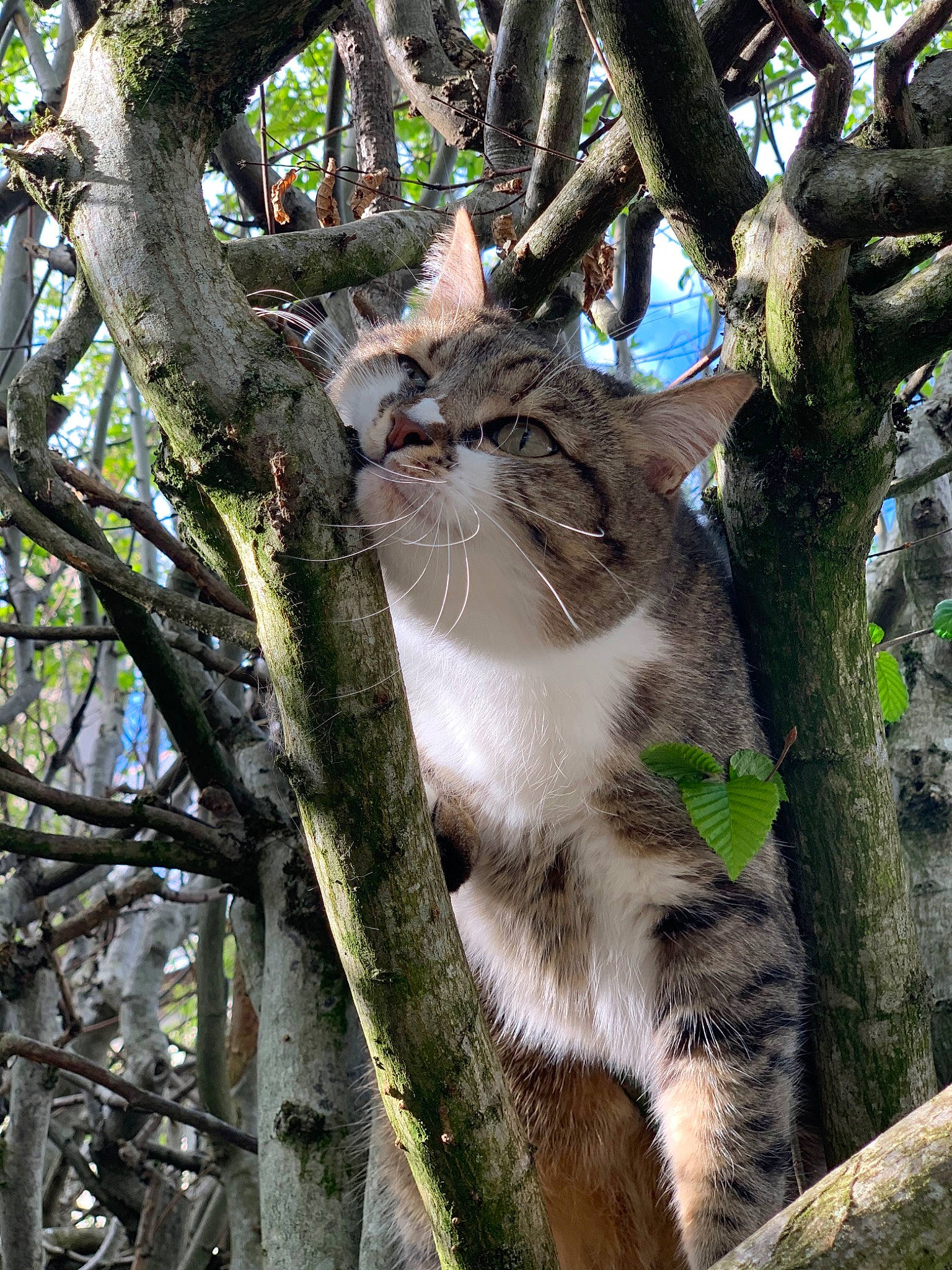 Koka a rejoint le concours — aidez-le/la à gagner de superbes lots ! branch, carnivore, cat, felidae, plant, small_to_medium_sized_cats, tree, trunk, whiskers, wildlife