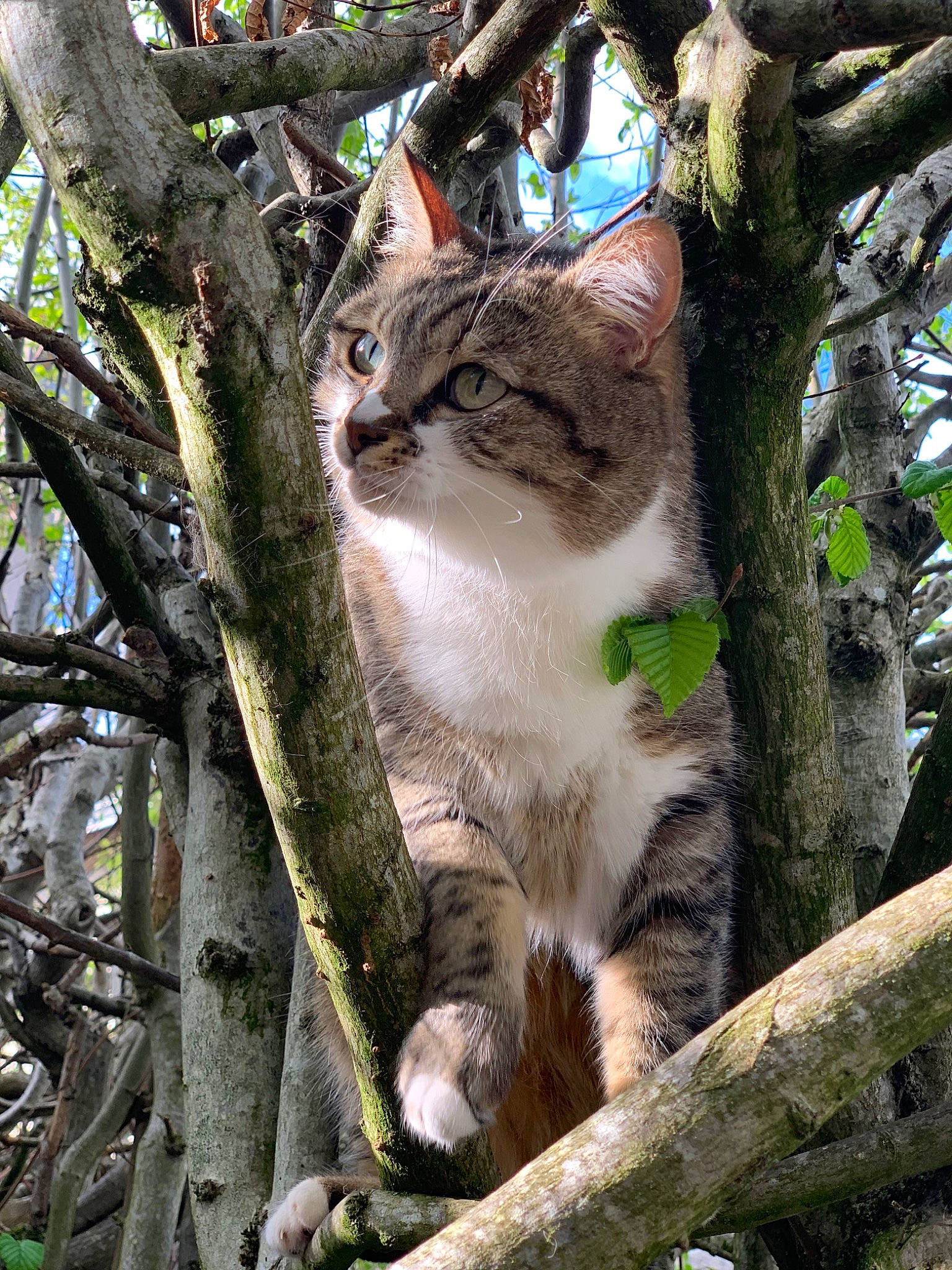 Koka participe au concours pour gagner de l'argent avec cette photo : branch, carnivore, cat, domestic_short_haired_cat, european_shorthair, felidae, plant, small_to_medium_sized_cats, tabby_cat, tree, trunk, whiskers, wild_cat, wildlife, woody_plant