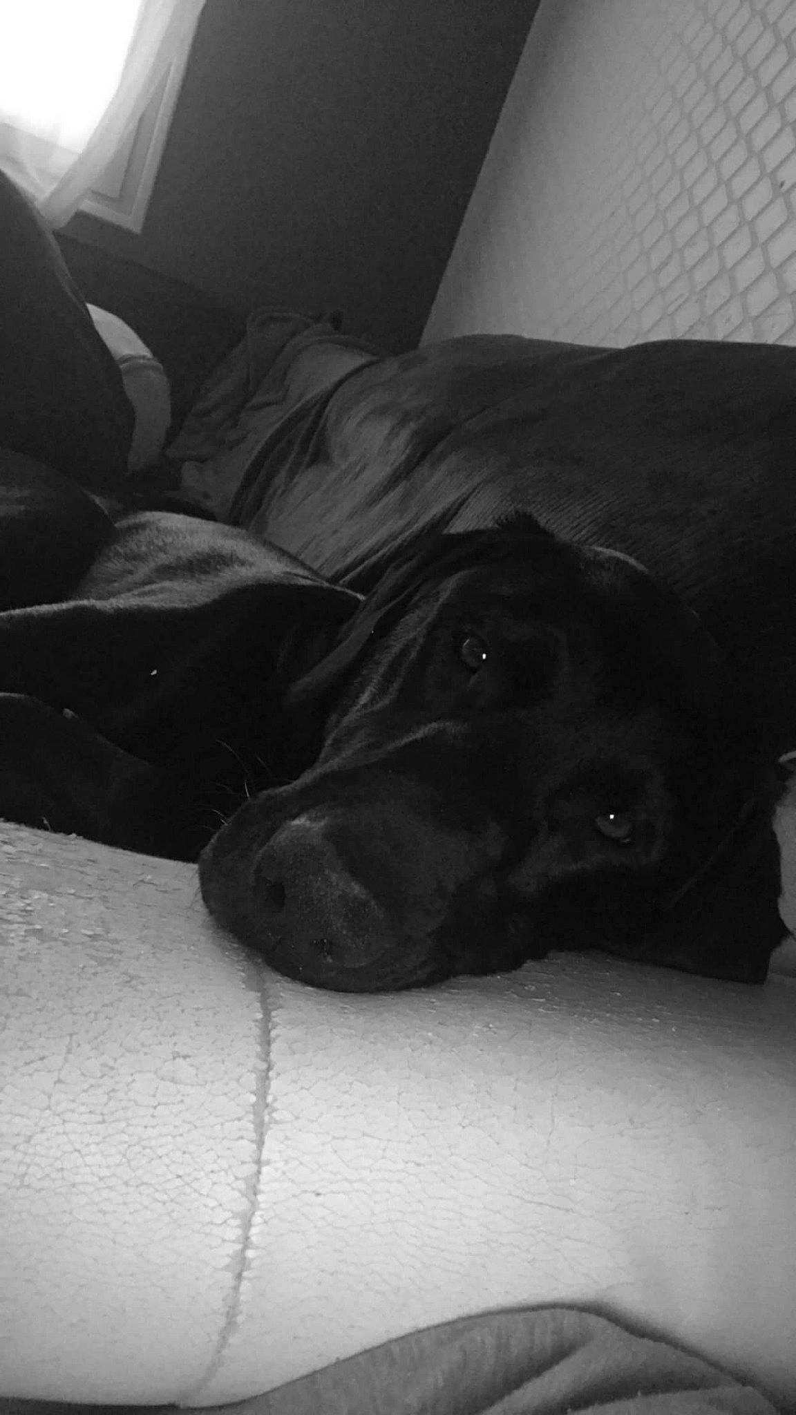 Moaï a rejoint le concours — aidez-le/la à gagner de superbes lots ! beagador, black, black_and_white, canidae, carnivore, dog, dog_breed, guard_dog, labrador_retriever, nose, patterdale_terrier, puppy, retriever, snout, sporting_group, vizsla, white