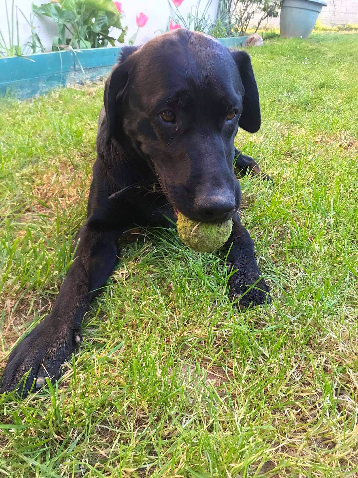 Moaï a rejoint le concours — aidez-le/la à gagner de superbes lots ! beagador, canidae, carnivore, companion_dog, dog, dog_breed, german_longhaired_pointer, german_spaniel, hunting_dog, labrador_retriever, liver, mammal, montenegrin_mountain_hound, patterdale_terrier, plott_hound, puppy, rare_breed_dog, retriever, sporting_group, vertebrate