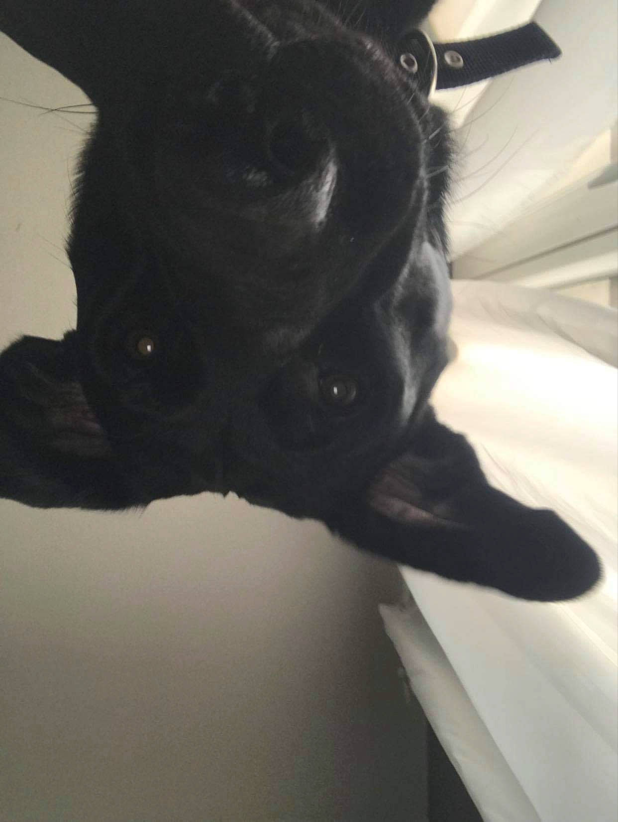 Moaï participe au concours pour gagner de l'argent avec cette photo : black, black_cat, canidae, carnivore, dog, dog_breed, ear, french_bulldog, fur, non_sporting_group, nose, puppy, snout, sporting_group, tail