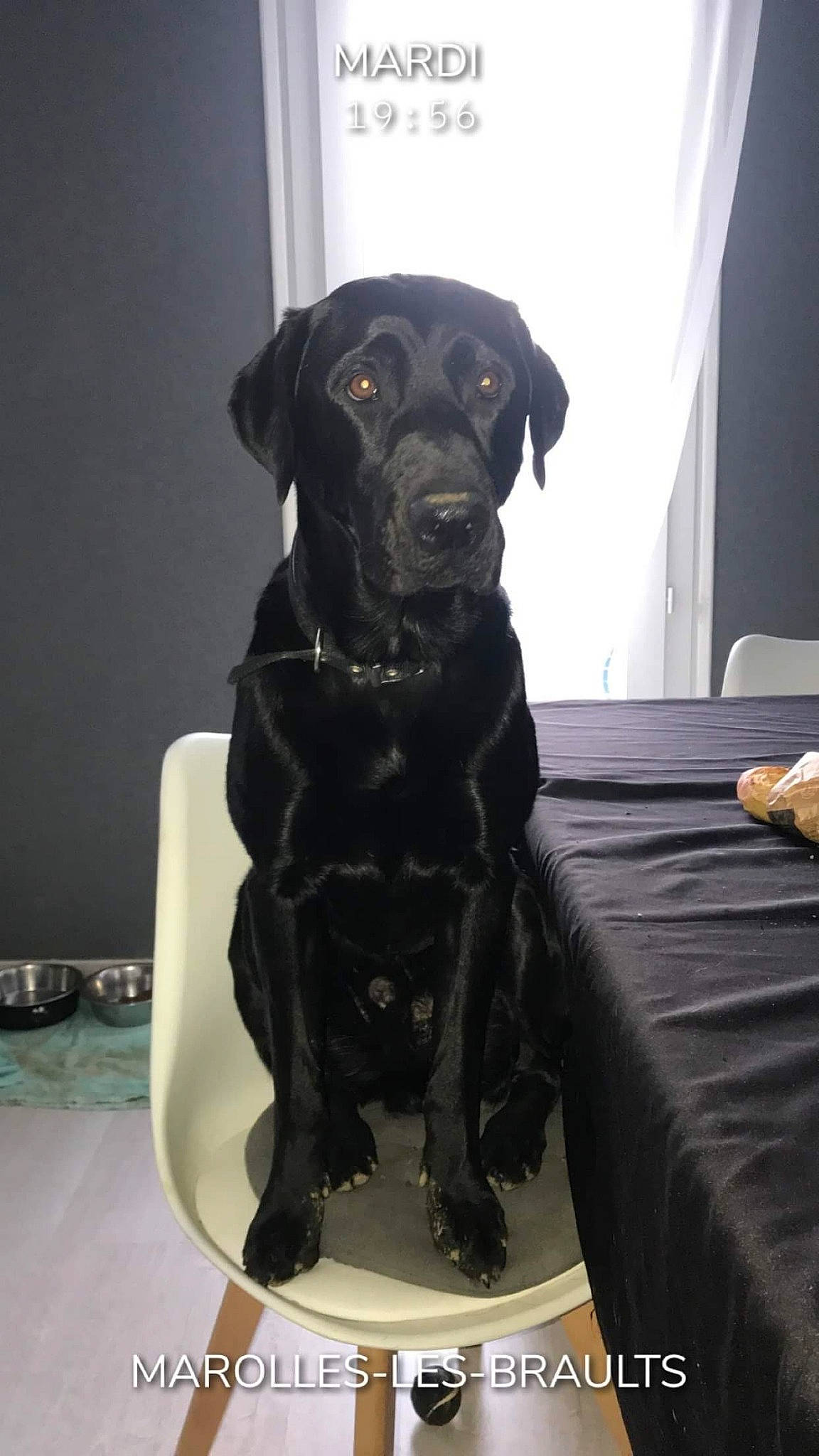 Moaï participe au concours pour gagner de l'argent avec cette photo : beagador, borador, canidae, carnivore, companion_dog, dog, dog_breed, labrador_retriever, mammal, patterdale_terrier, retriever, sporting_group