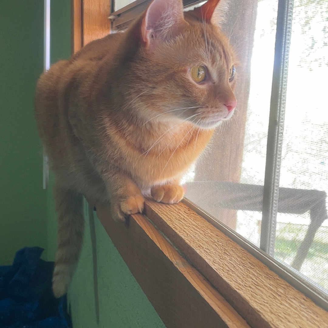 Cheeto joined the competition — help win amazing prizes! cat, orange_tabby, window, windowsill, sunlight, indoor, pet, feline, curious, mesh_screen, wood, animal, domestic_cat, looking_outside, side_view, green_wall, natural_light, quiet, resting, house