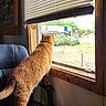 Cheeto joined the competition — help win amazing prizes! cat, orange_tabby, window, blinds, chair, indoor, looking_outside, sunlight, wooden_window_frame, feline, pet, curious, standing, animal, domestic_cat, black_chair, daylight, home, quiet, contemplation