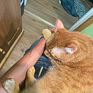 Cheeto joined the competition — help win amazing prizes! cat, orange_tabby, pet, lap, person, arm, indoor, wooden_floor, clothing, casual, relaxed, home, feline, comfort, cute, animal, domestic, resting, cozy, fur