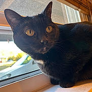 Rica is registered to the contest to win money with this photo: animal, black_cat, cat, closeup, curious, daylight, domestic_cat, feline, fur, house, indoor, looking_out, mesh_screen, pet, sitting, sunlight, whiskers, window, windowsill, yellow_eyes