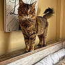 animal, bed, brown, cat, cozy, curious, domestic, ears, eyes, flower, fur, furniture, indoor, pet, standing, tabby_cat, tail, wall_art, whiskers, wooden_ledge