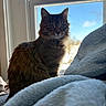Angel is registered to the contest to win money with this photo: animal, blanket, blue_sky, cat, cozy, daylight, feline, fur, home, indoor, looking, mammal, natural_light, pet, relaxation, sitting, soft_texture, tabby_cat, whiskers, window