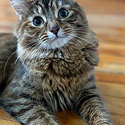 Angel joined the competition — help win amazing prizes! animal, cat, close_up, curious, cute, domestic_cat, ears, eyes, fluffy, fur, indoor, laying_down, mammal, nose, paws, pet, portrait, tabby, whiskers, wooden_floor