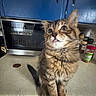 blue_cabinets, cat, countertop, curious, cute, domestic_cat, feline, fur, household, indoor, kitchen, kitten, microwave, pet, small_animal, spices, tabby, tongue_out, whiskers, young_cat