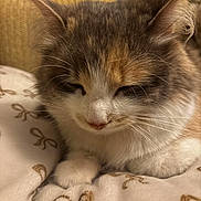 Star is registered to the contest to win money with this photo: cat, sleeping, fluffy, whiskers, close_up, feline, domestic_cat, pet, cozy, blanket, indoor, resting, cute, soft, fur, animal, mammal, peaceful, relaxed, tabby