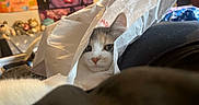 Star joined the competition — help win amazing prizes! animal, artwork, background, cat, closeup, colorful, cozy, curious, domestic, ears, face, feline, indoor, painting, pet, plastic_bag, room, soft_light, whiskers, window