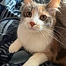 Star joined the competition — help win amazing prizes! animal, blanket, cat, closeup, comfortable, cozy, cute, domestic_animal, ears, eyes, feline, fur, indoor, looking, paw, pet, portrait, resting, soft, whiskers