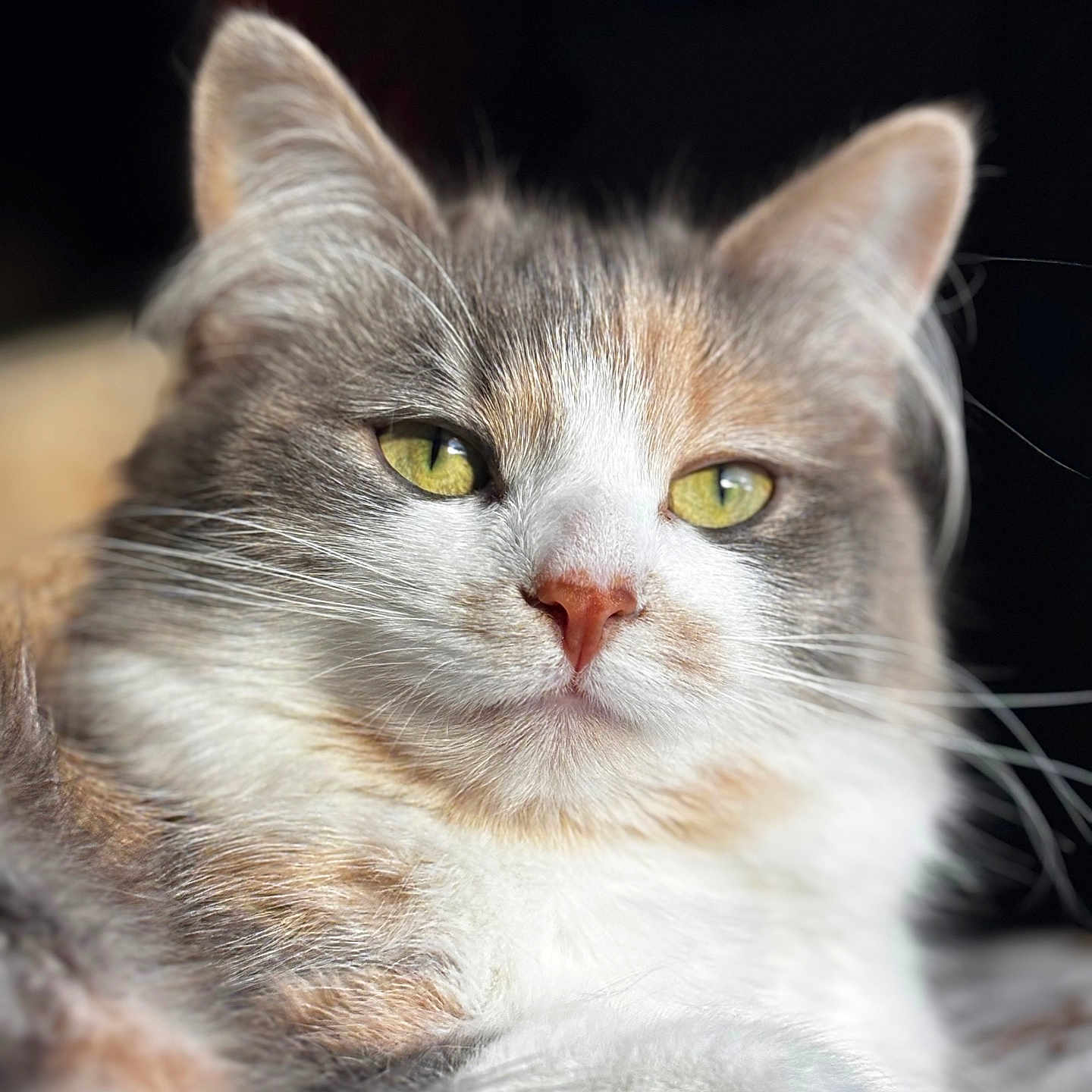 Star is registered to the contest to win money with this photo: cat, close_up, fluffy, green_eyes, pet, animal, feline, whiskers, ears, fur, portrait, indoor, soft_light, relaxing, cute, mammal, domestic_animal, sleepy, calm, cozy