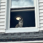 Star joined the competition — help win amazing prizes! animal, architecture, building, cat, ceiling_light, curious, daylight, glass, gray_cat, home, house, indoor, looking_out, outdoor_view, pet, residential, roof, siding, window, windowsill