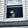 animal, architecture, building, cat, ceiling_light, curious, daylight, glass, gray_cat, home, house, indoor, looking_out, outdoor_view, pet, residential, roof, siding, window, windowsill