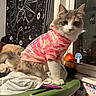Star joined the competition — help win amazing prizes! animal, cat, clothing, cozy, curious, cute, decor, domestic_cat, feline, fluffy, household, indoor, looking, mystical, night, pet, pink_hoodie, sitting, tapestry, window