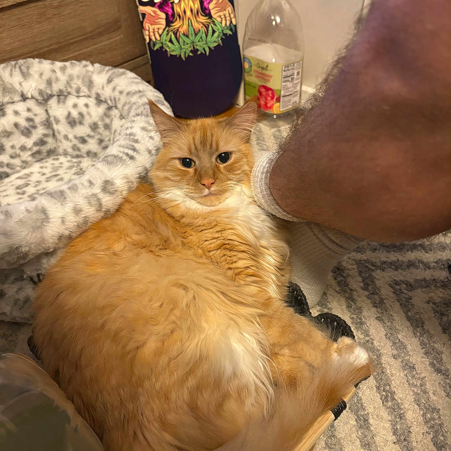 Jameson is registered to the contest to win money with this photo: animal, blanket, bottle, carpet, cat, cozy, cute, domestic, floor, fluffy_cat, furniture, indoor, orange_cat, person_leg, pet_bed, relaxed, resting, skateboard, white_sock, wizard_design