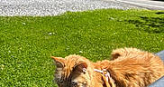 Jameson joined the competition — help win amazing prizes! animal, bench, cat, daylight, feline, grass, greenery, harness, nature, orange_cat, outdoor, pet, relaxing, road, shadow, sky, summer, sunshine, tree, vehicle