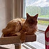 Jameson is registered to the contest to win money with this photo: animal, cat, cat_tree, cozy, curtain, daylight, feline, fluffy, fur, ginger_cat, house, indoor, nature_outside, pet, quiet, relaxed, resting, sunlight, window, windowsill