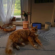 Jameson is registered to the contest to win money with this photo: candle, cat, cozy, curtains, digital_device, domestic, flowers, fluffy, fur, home_decor, indoor, natural_light, orange_cat, pet, relaxed, still_life, table, tablecloth, vase, window
