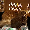 Jameson is registered to the contest to win money with this photo: animal, blanket, cat, close_up, comfort, cozy, cute, feline, fur, home, indoor, orange_cat, patterned_wall, pets, relaxed, resting, soft_light, tabby_cat, two_cats, warm_lighting