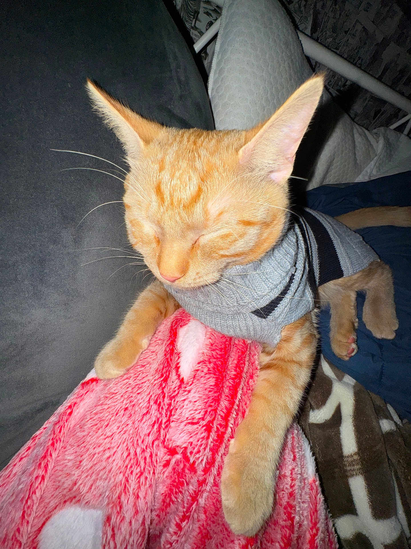 Stiizzy is registered to the contest to win money with this photo: cat, orange_tabby, sweater, sleeping, cozy, blanket, red_blanket, white_blanket, cushion, indoor, pet, feline, resting, whiskers, paw, fur, cute, comfort, closeup, relaxation