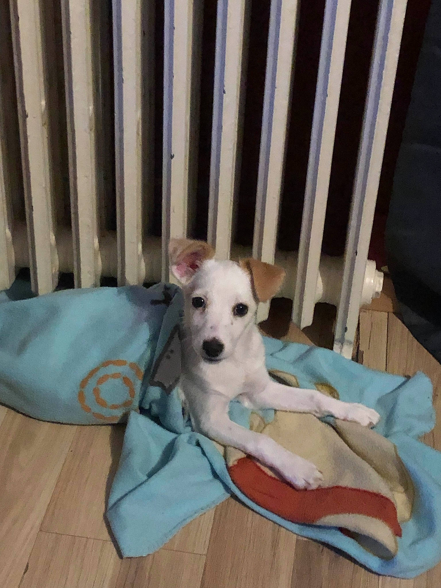 Milo a rejoint le concours — aidez-le/la à gagner de superbes lots ! canidae, carnivore, chair, comfort, companion_dog, dog, dog_breed, dog_clothes, dog_supply, fawn, flooring, hardwood, linens, pet_supply, product, snout, sporting_group, tail, wood, working_animal