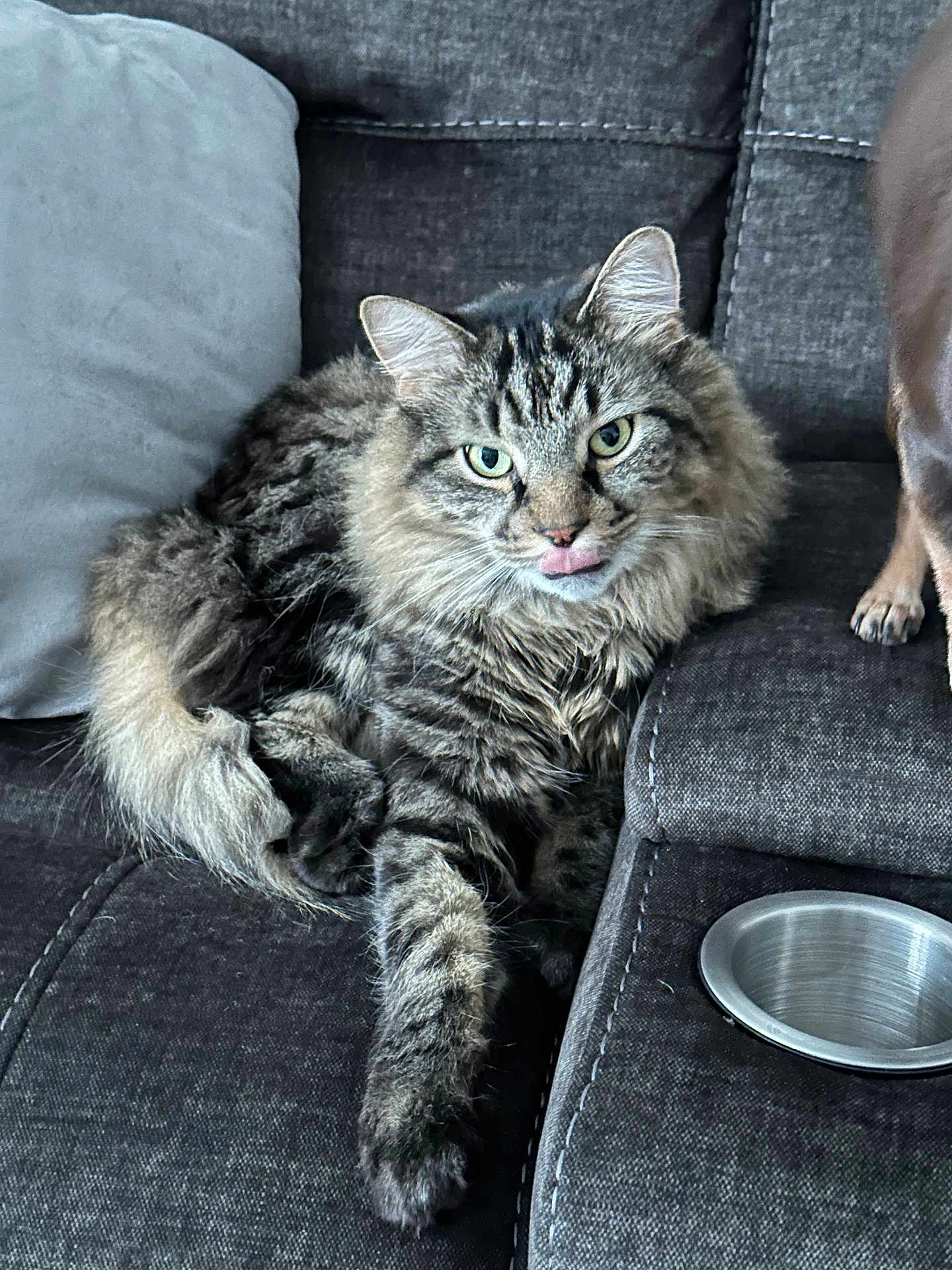 Sylvester is registered to the contest to win money with this photo: cat, tabby, fluffy, tongue_out, couch, gray_couch, pillow, pet, animal, domestic_animal, relaxed, indoor, feline, paw, dog_paw, furniture, household, cute, companion, resting