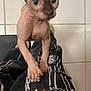 Odie is registered to the contest to win money with this photo: sphynx_cat, hairless_cat, cat, pet, animal, indoor, person, pants, ripped_clothing, black_and_white, striped, floor_tiles, curious, large_eyes, close_up, mammal, whiskers, ears, paws, skin