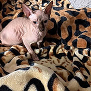 Odie joined the competition — help win amazing prizes! sphynx_cat, hairless_cat, cat, pet, animal, blanket, leopard_print, feline, indoor, cozy, wrinkled_skin, ears, furless, mammal, resting, cute, looking, small, domestic_cat, soft