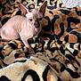 sphynx_cat, hairless_cat, cat, pet, animal, blanket, leopard_print, feline, indoor, cozy, wrinkled_skin, ears, furless, mammal, resting, cute, looking, small, domestic_cat, soft