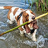 Thag a rejoint le concours — aidez-le/la à gagner de superbes lots ! animal, basset_hound, canine, collar, daylight, dog, ears, fur, grass, mouth, nature, outdoor, pet, playful, riverbank, shallow_water, splash, stick, water, wet