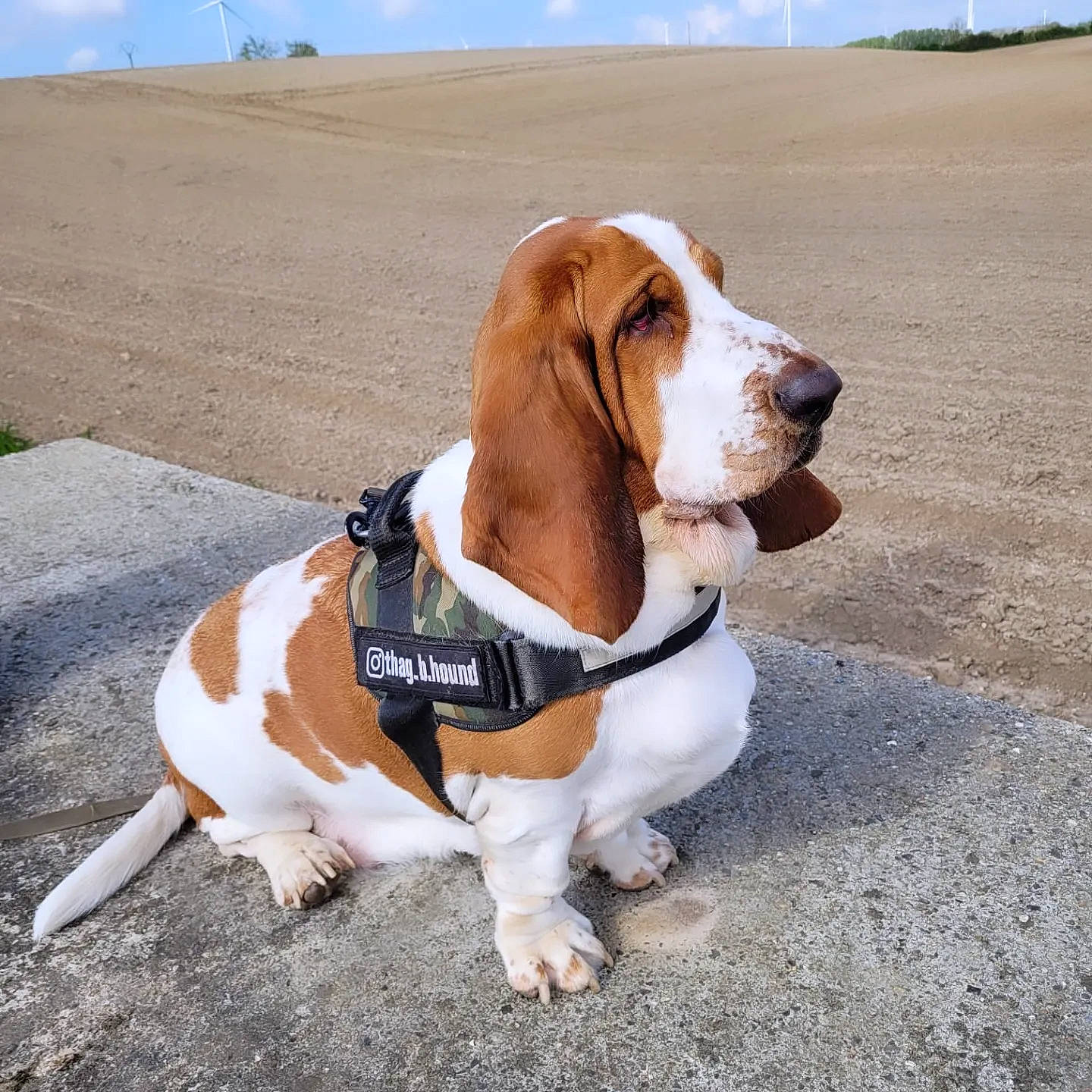 Thag a rejoint le concours — aidez-le/la à gagner de superbes lots ! canidae, carnivore, cloud, collar, companion_dog, dog, dog_breed, dog_collar, dog_supply, fawn, hound, landscape, leash, mammal, pet_supply, scent_hound, sky, snout, sporting_group, vertebrate