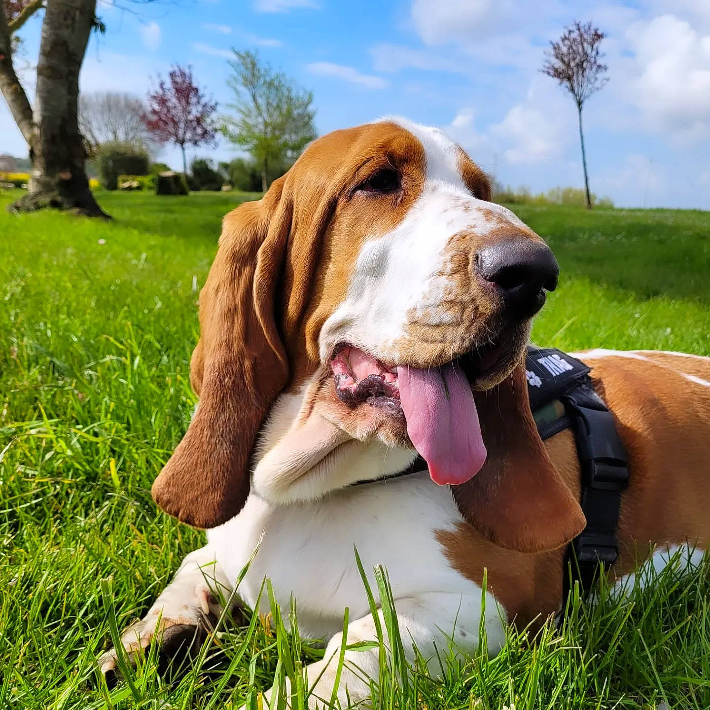 Thag a rejoint le concours — aidez-le/la à gagner de superbes lots ! canidae, carnivore, cloud, collar, companion_dog, dog, dog_breed, dog_collar, dog_supply, grass, grassland, gun_dog, hound, liver, plant, scent_hound, sky, snout, sporting_group, tree