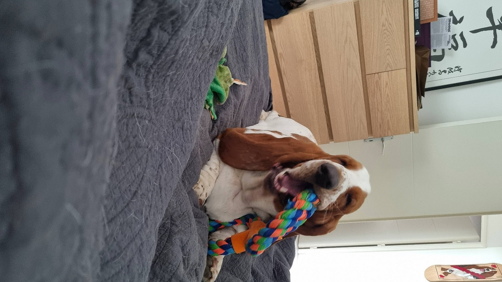 Thag participe au concours pour gagner de l'argent avec cette photo : canidae, carnivore, companion_dog, concrete, dog, dog_breed, dog_supply, fawn, fun, fur, leash, mammal, non_sporting_group, pet_supply, snout, sporting_group, wood, working_animal