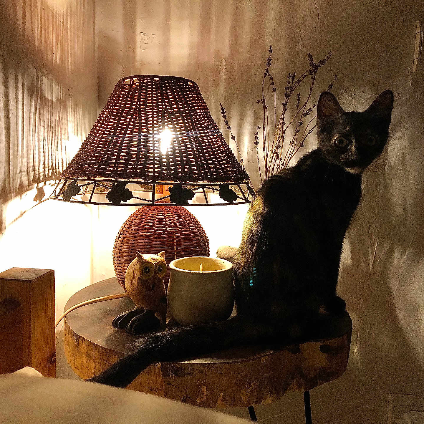 Nell participe au concours pour gagner de l'argent avec cette photo : cat, lamp, wooden_table, candle, owl_figurine, shadow, indoor, rustic, cozy, curious, black_cat, decor, lighting, warm_light, wall, texture, furniture, night, animal, still_life