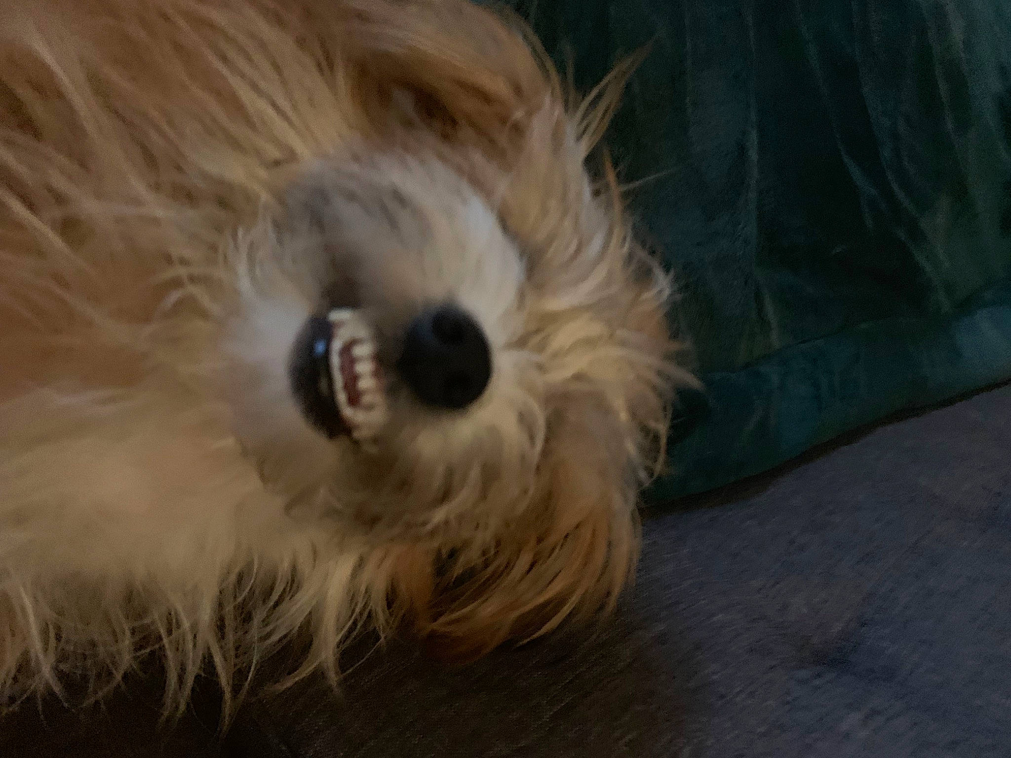 Beethoven joined the competition — help win amazing prizes! canidae, carnivore, companion_dog, dog, dog_breed, fawn, flooring, fur, liver, mal_shi, maltepoo, paw, small_terrier, snout, sporting_group, tail, terrier, toy_dog, whiskers, working_animal